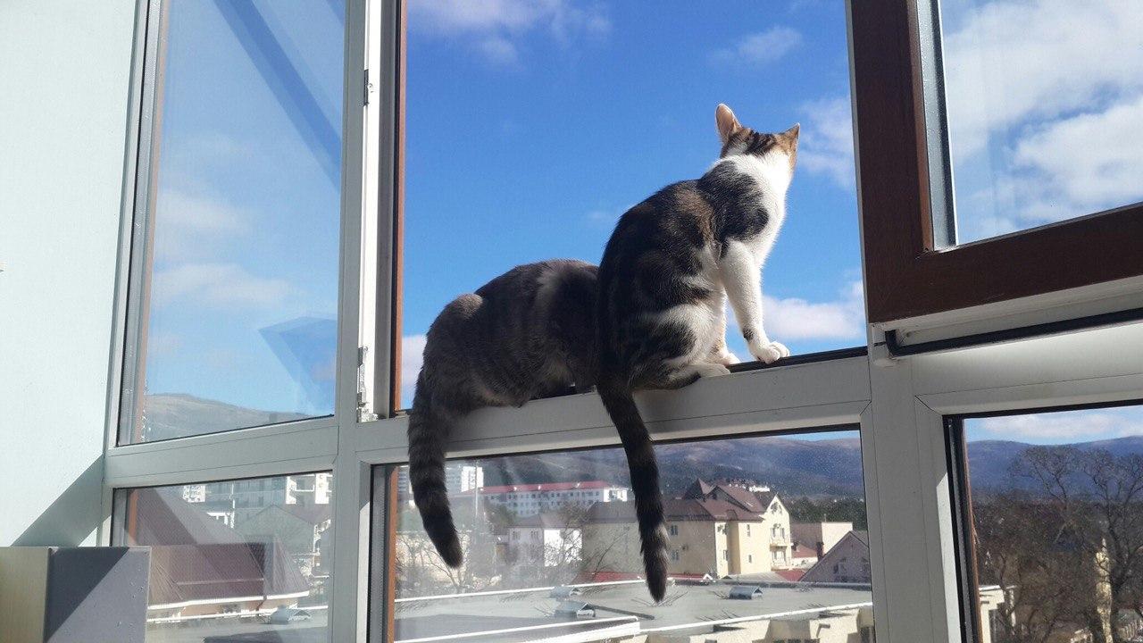 2 cats on the window