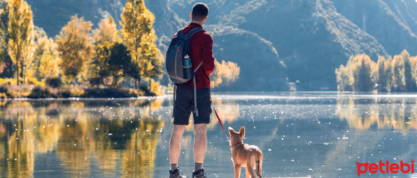 Does Your Dog Love You or Not? How to Tell? Behaviors That Show