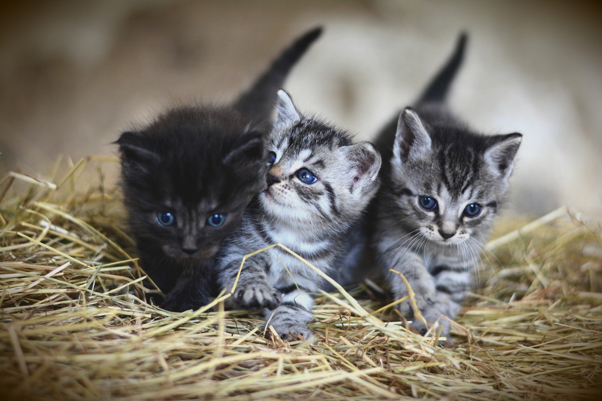 Giving yogurt to a kitten
