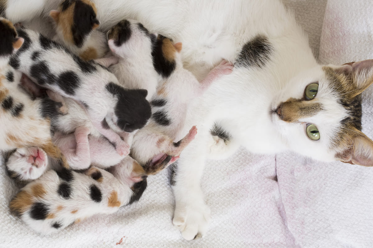 Mother cat lifting her head while nursing her kittens