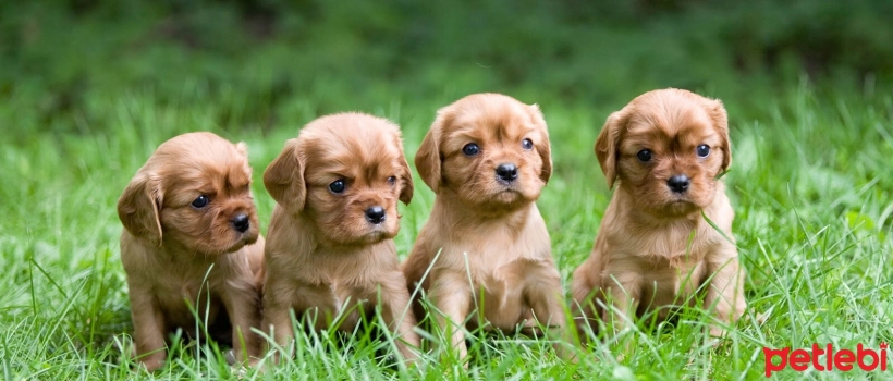 Rickets in Dogs: Symptoms and Treatment