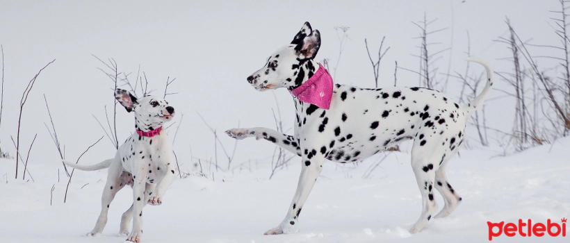 10 Surprising Facts About Dogs