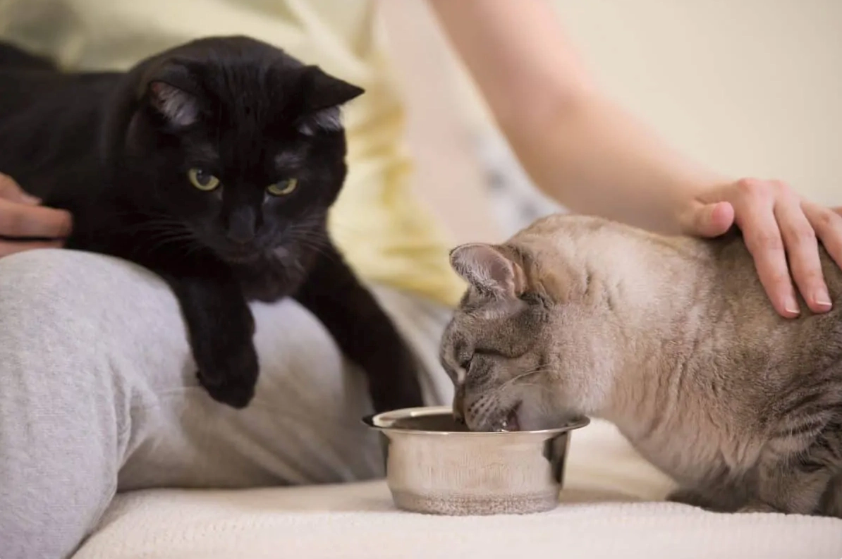 A cat drinking water and a black cat watching it
