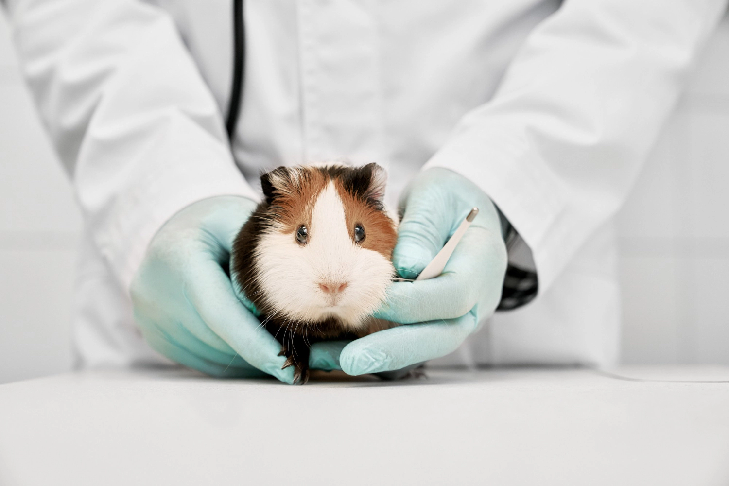 Guinea pig checked by a veterinarian