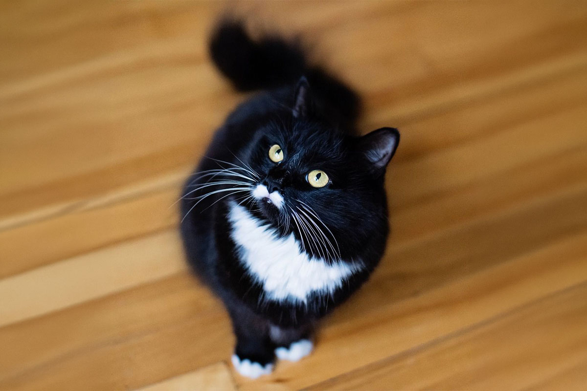 Tuxedo cat looking up