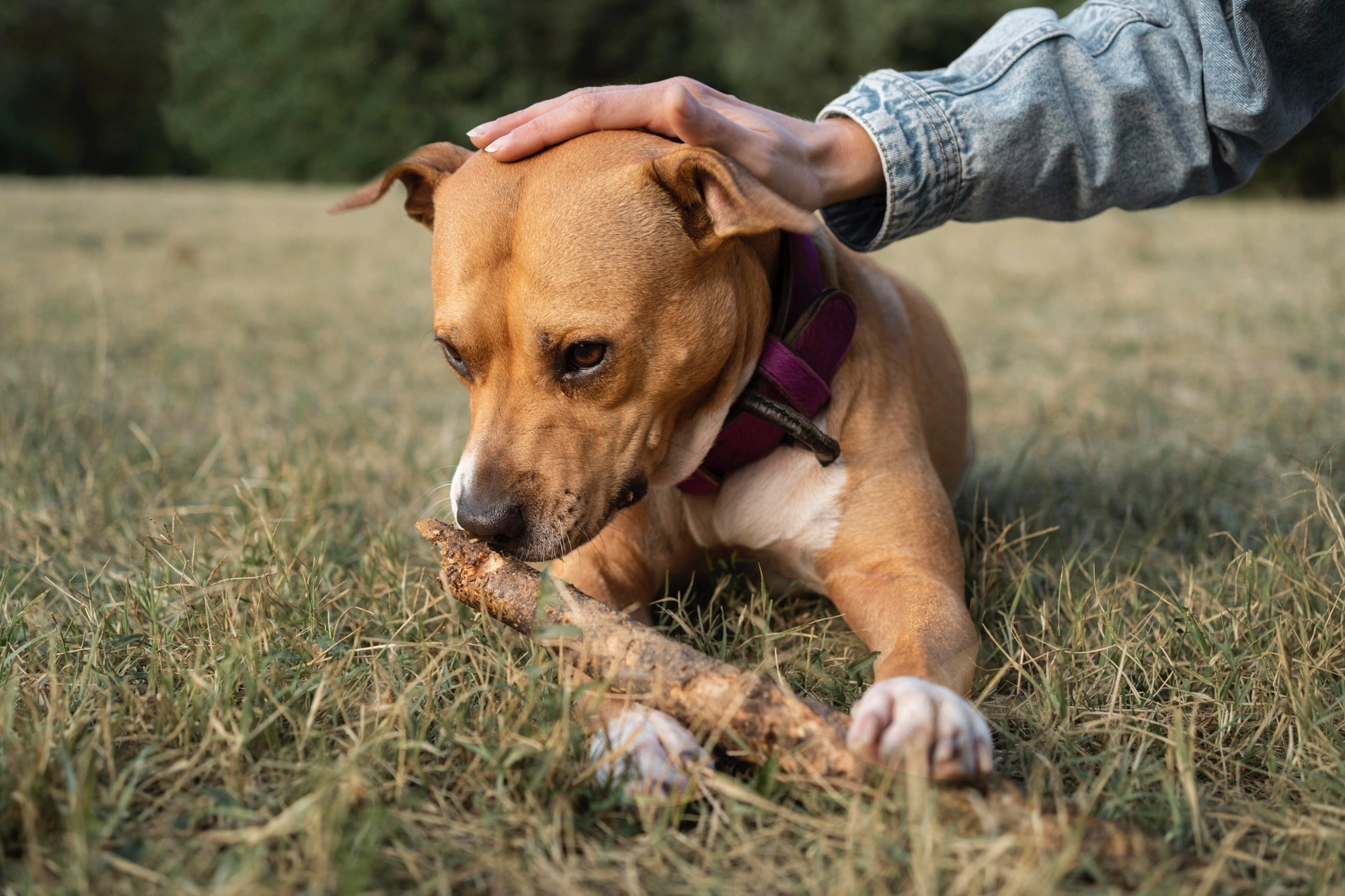 Dog looking at its bone