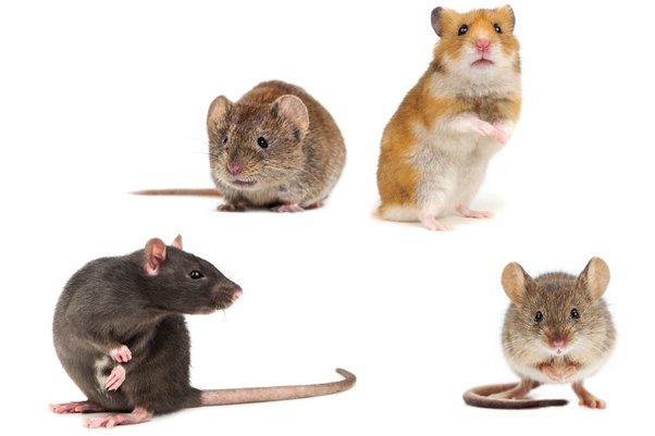 Hamster and Mouse Species
