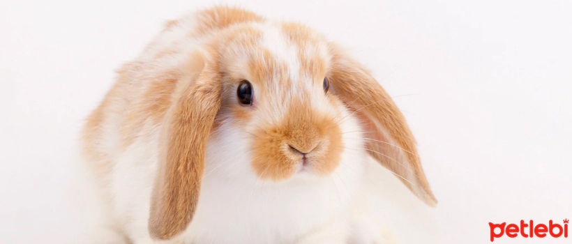 Dutch Lop Rabbit Characteristics and Care