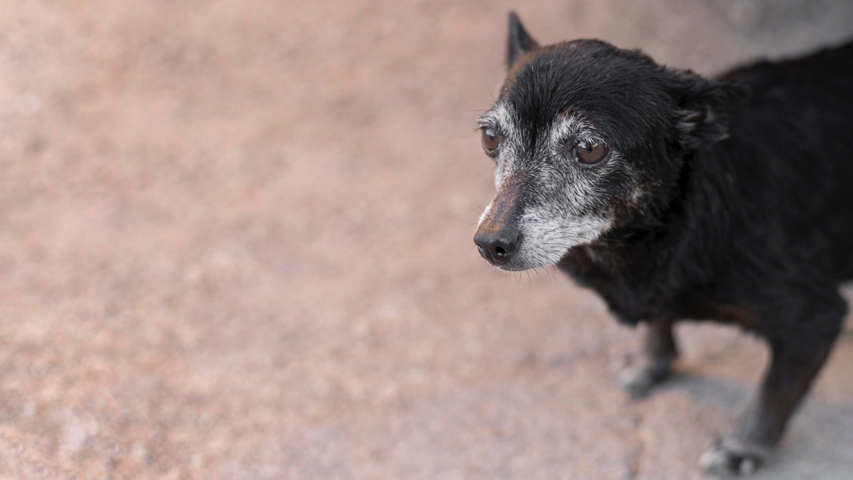 old dog with white fur on its face