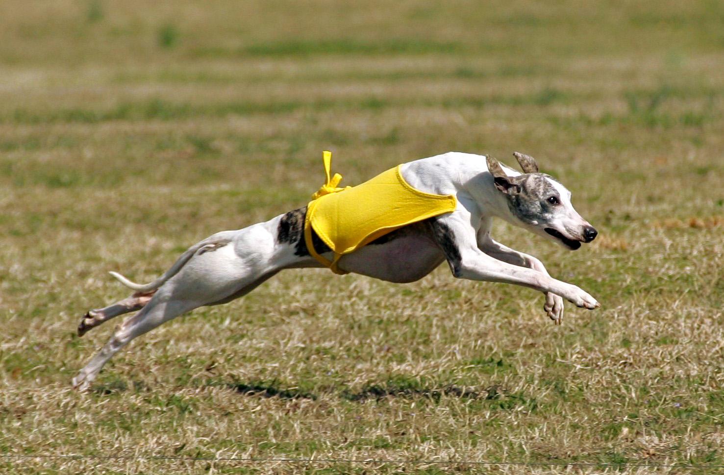 Whippet breed