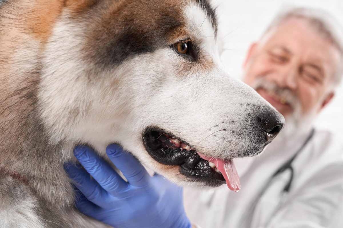 A large dog whose head is being held by a veterinarian dog