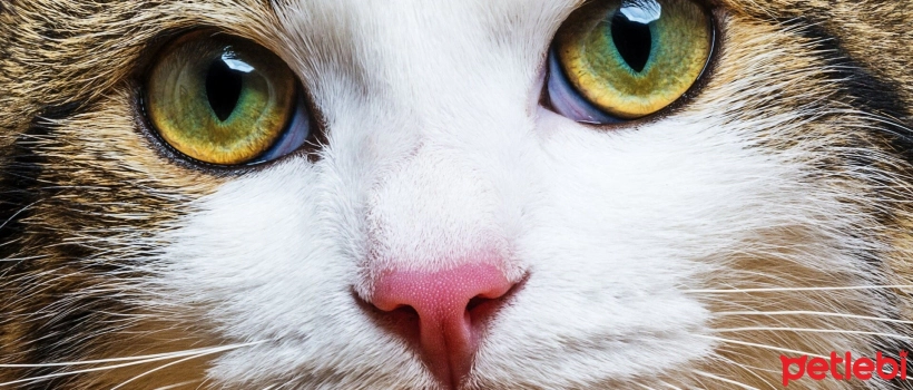 Color Blindness in Cats