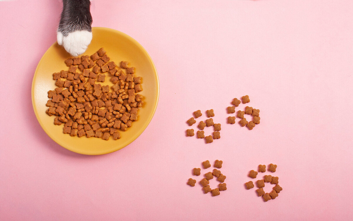 A cat reaching its paw towards its food bowl
