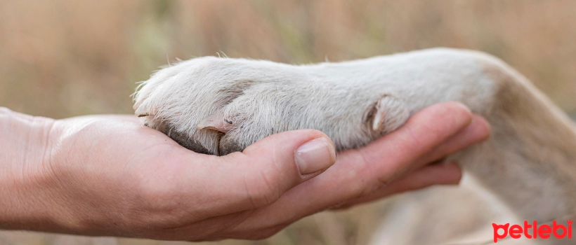 Things to Know Before Adopting a Street/Traumatized Dog