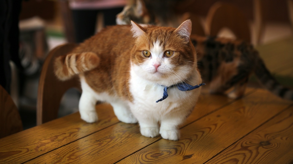 Munchkin cat with a blue scarf around its neck