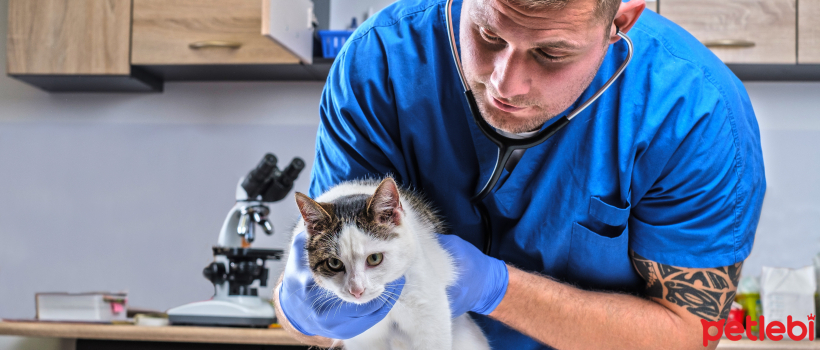 What Should We Pay Attention to When Using Antibiotics in Cats?