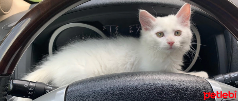 How to Transport a Cat in a Car?