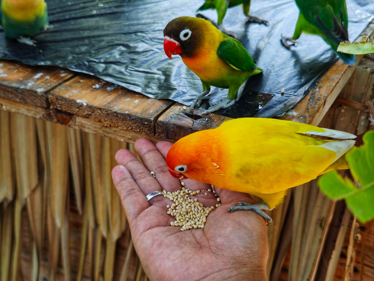 Two exotic birds fed from the palm of a hand