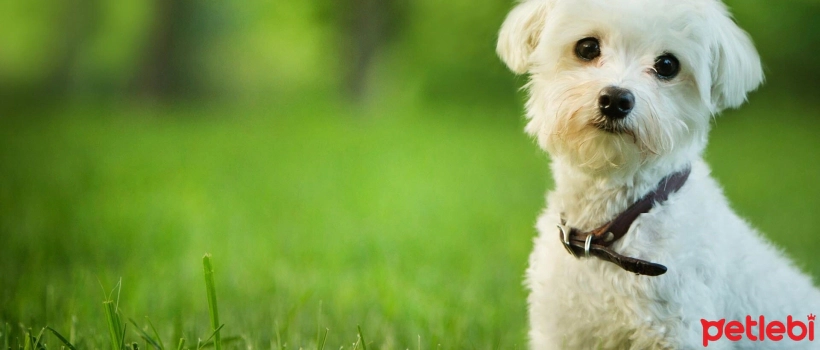 Feeding Guide for White-Coated Dogs