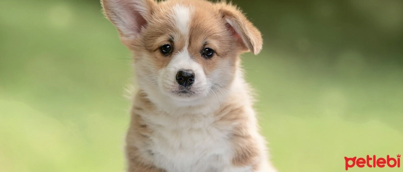 How Many Meals a Day Should Small Breed Dogs Eat?