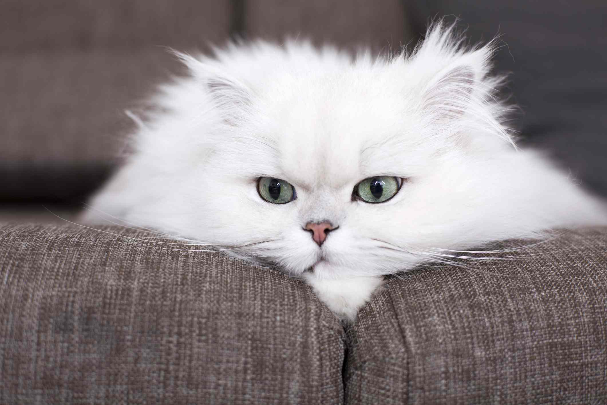 White-haired Persian cat