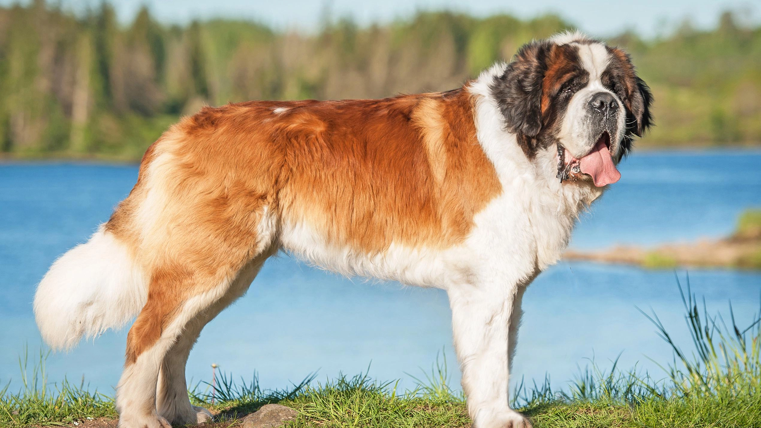 Large breed dog standing by the lake