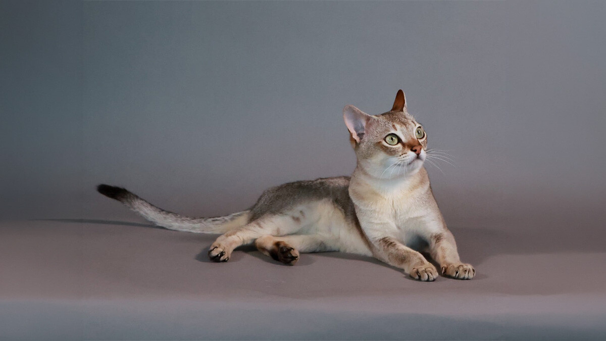 Singapore Cat Characteristics, Care and Temperament