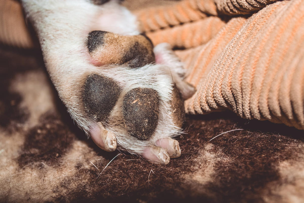 Paw pad showing cushions