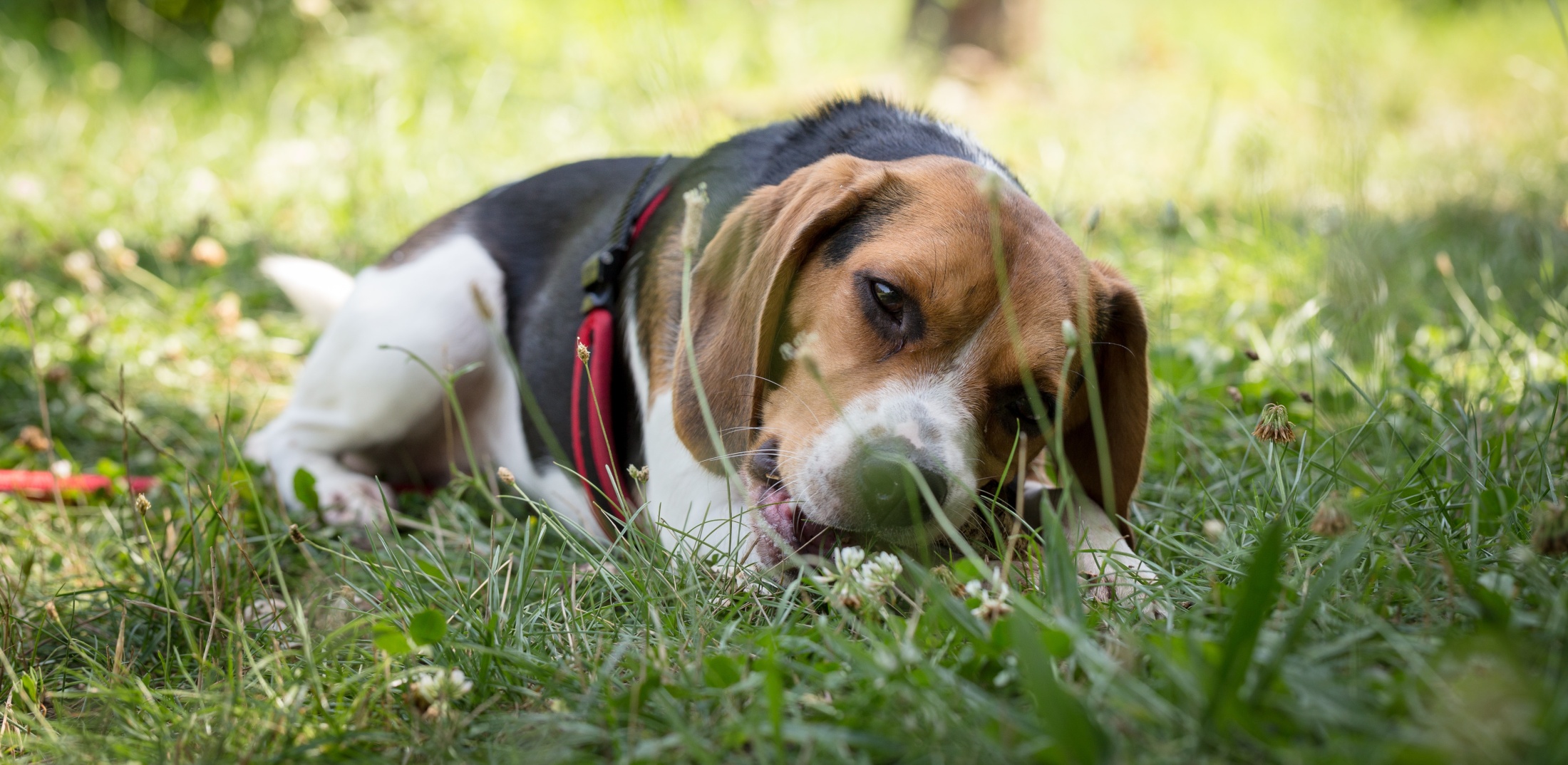 Dog pulling up grass