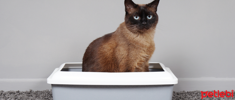 What is Cat Litter? How to Use It?