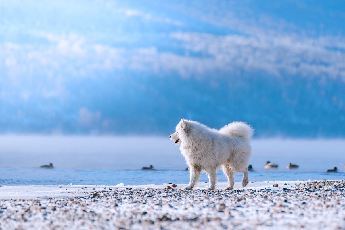 A white-furred Samoyed dog walking alone by the sea