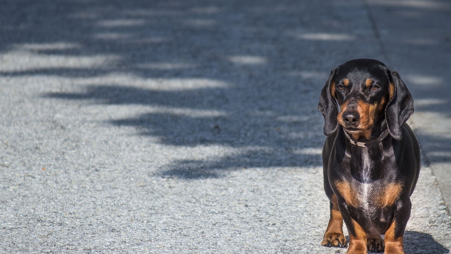 Dachshund with black and brown fur standing in the road