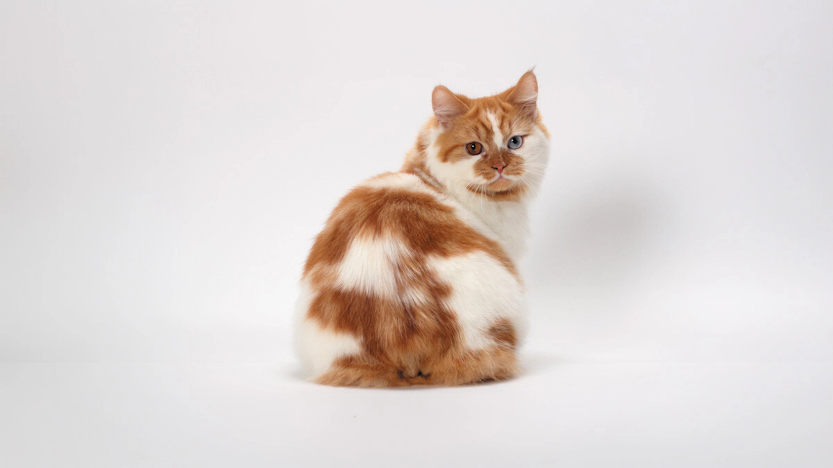 Cymric Cat Characteristics, Care and Temperament