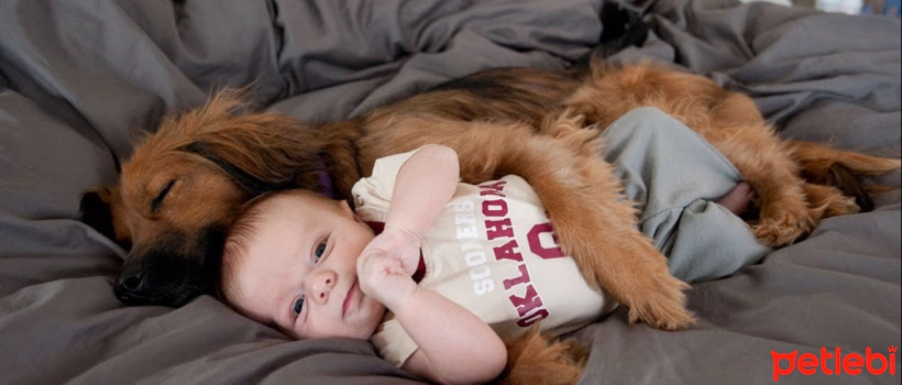 Can a Newborn Baby and a Dog Live in the Same House?