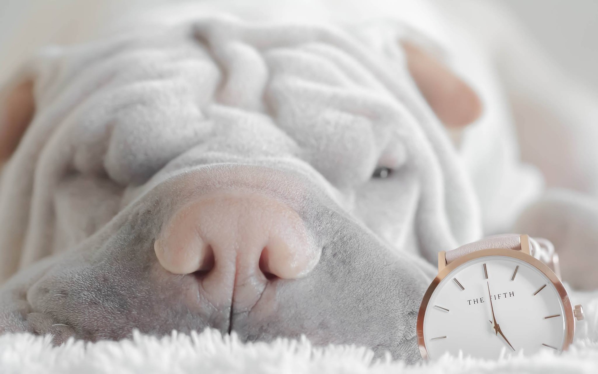 Symptoms of Soft Palate Sagging in Dogs
