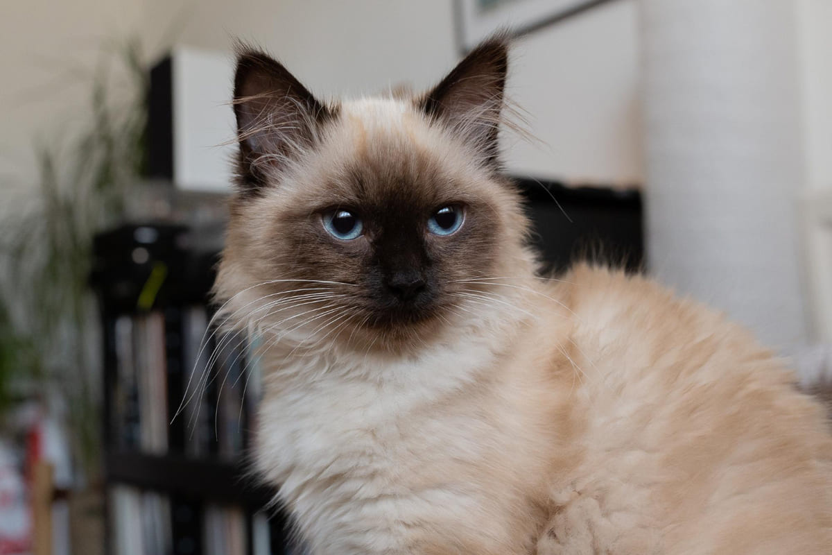 Long-haired Siamese-like cat