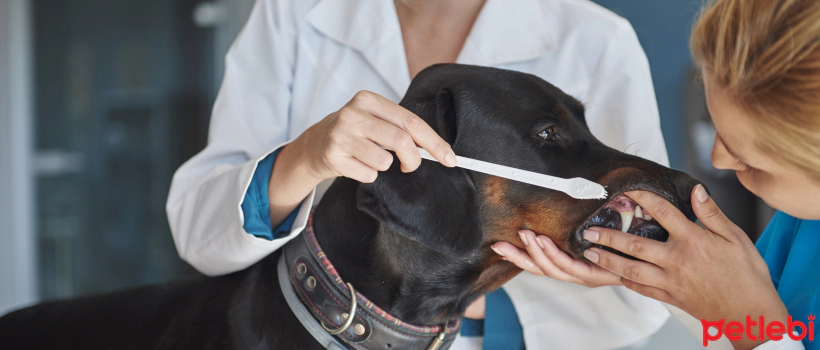 Dental Care and Brushing in Dogs