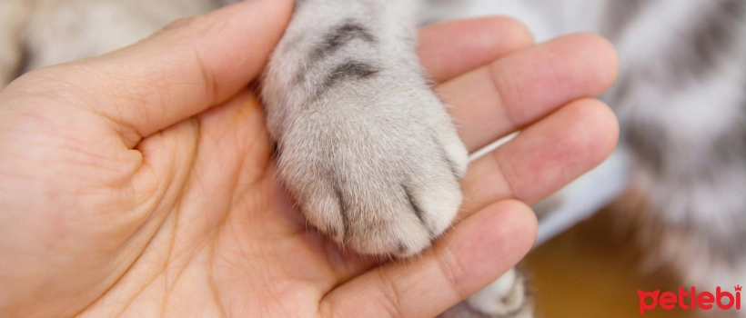 Causes and Treatment Options for Swollen Paws in Cats