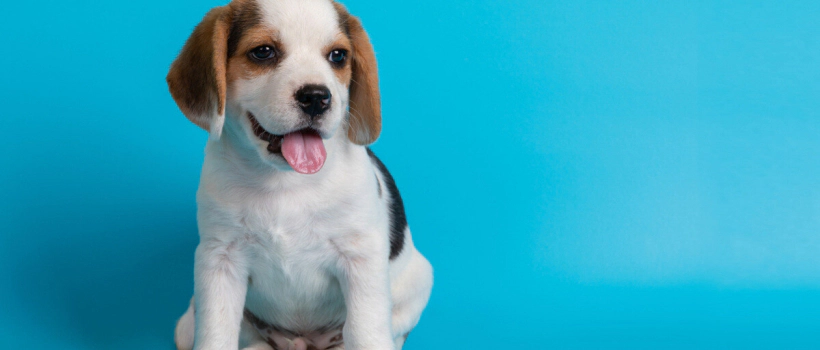 Stages of a Puppy's Development