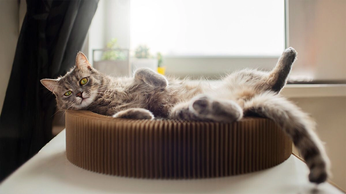 How to Get a Cat Used to a Cat Bed?