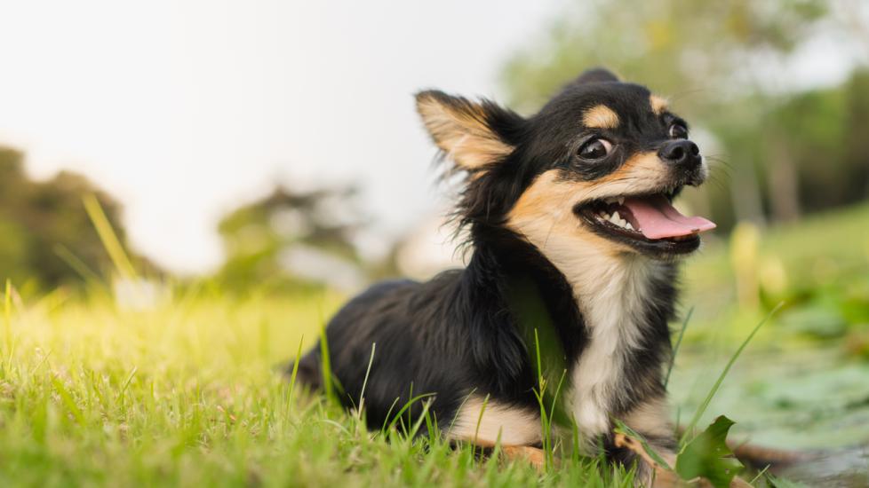 Chihuahua lying on the grass