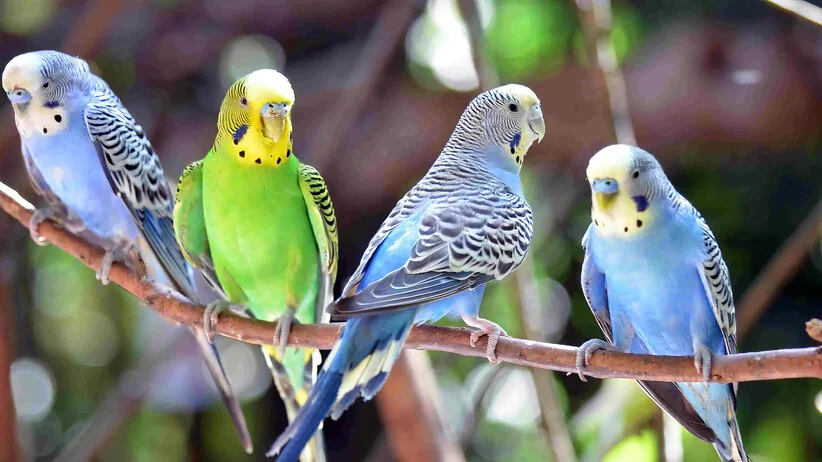 Budgies perched on a branch