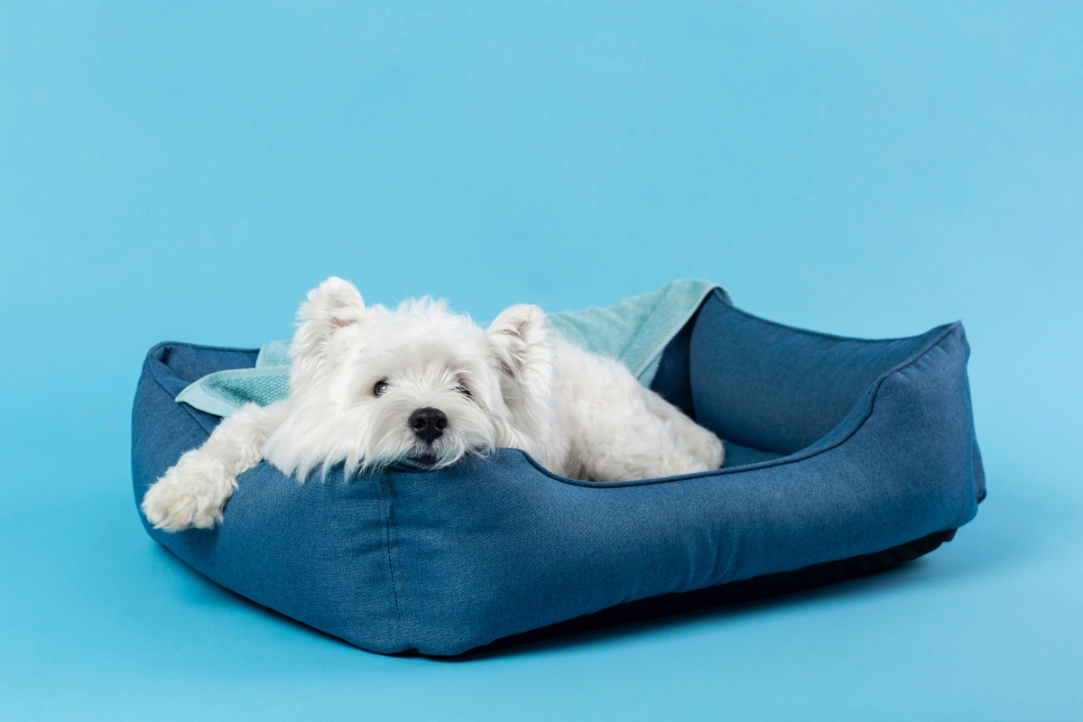 Small breed dog with white fur lying in a blue dog bed