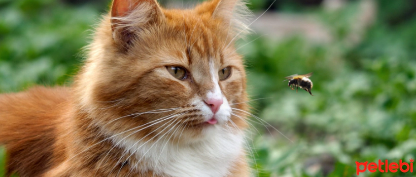 Bee Stings in Cats