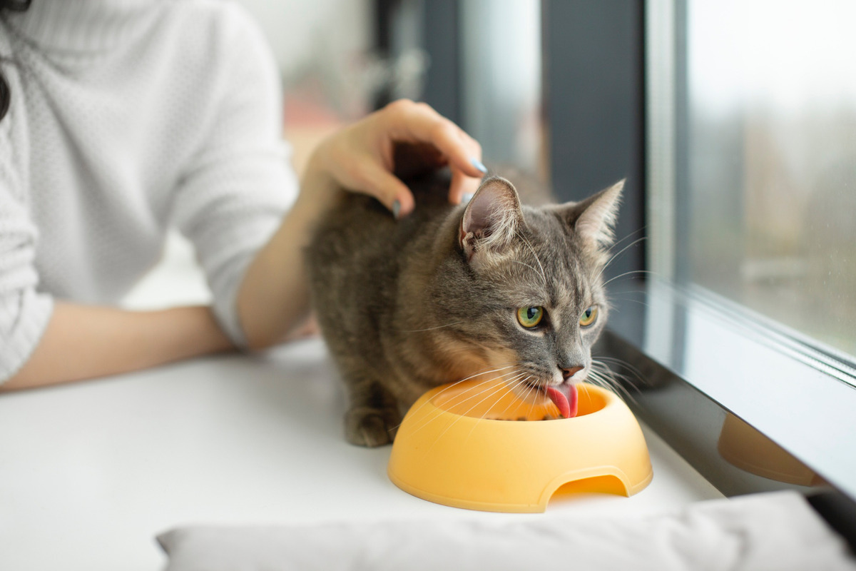A cat eating food next to its owner by the window