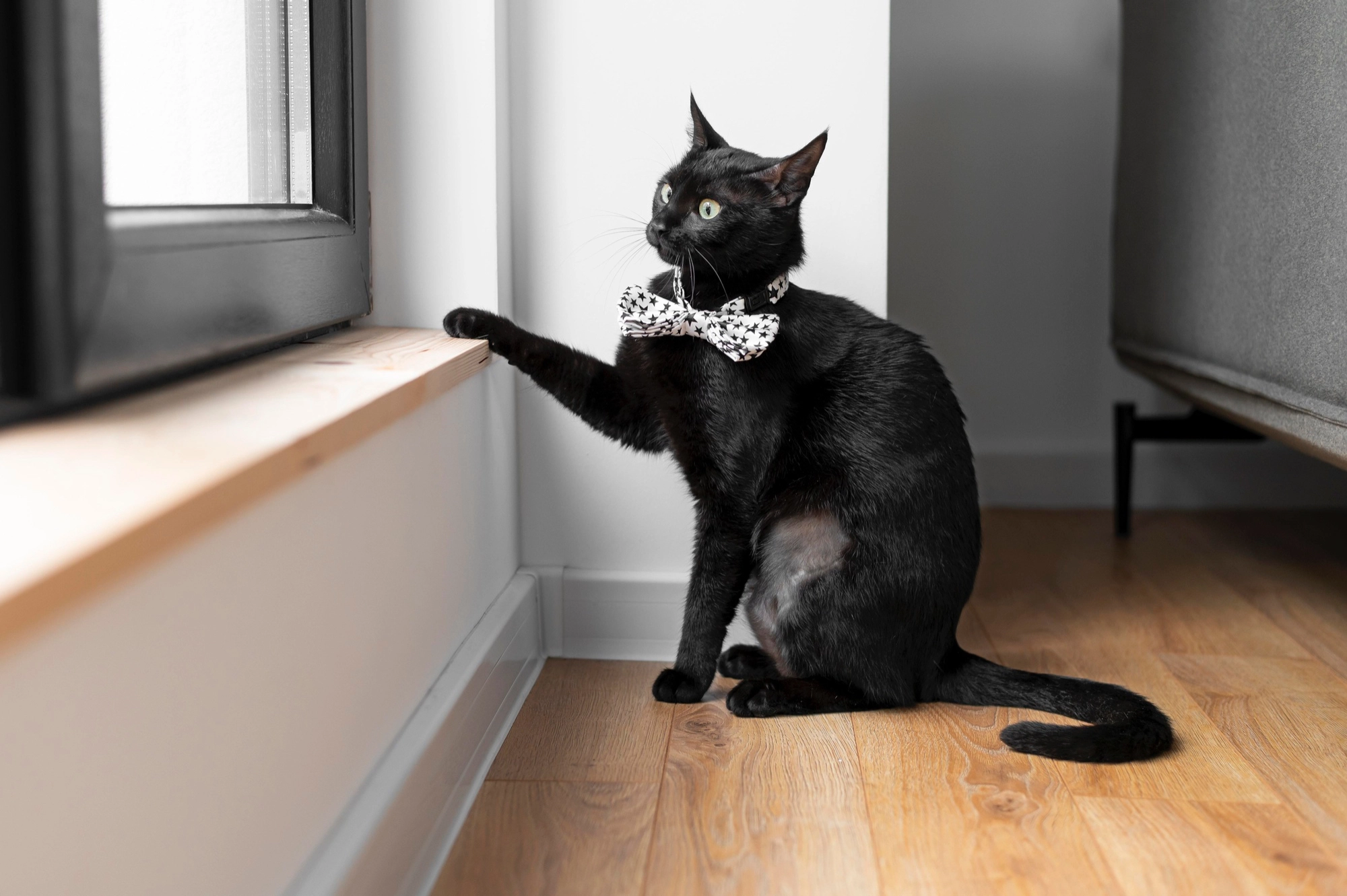 A cat with a bow tie standing in front of the window