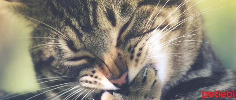 Why do cats lick their paws after eating?