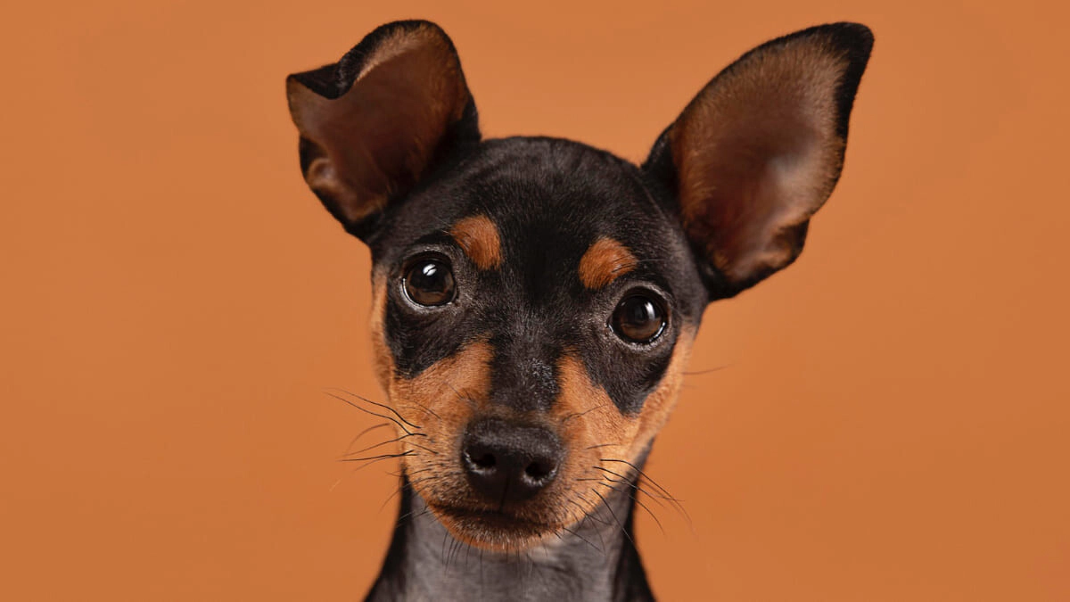 How to Prevent Ear Infections in Dogs?