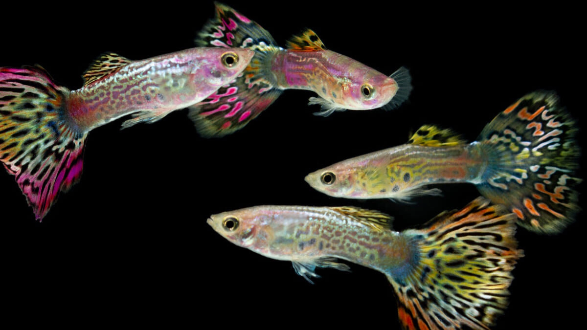 Guppy Fish Care and Breeding: A Comprehensive Guide from Aquarium Setup to Diseases