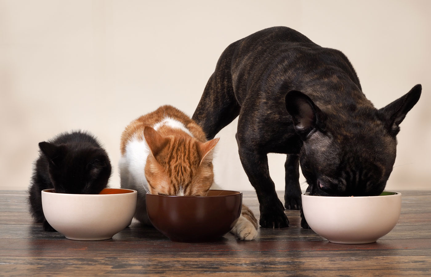 2 cats and 1 dog eating food together